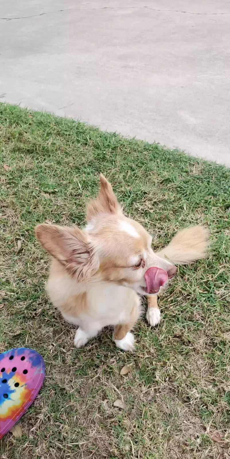 Lost dog in Los Fresnos, TX, 78566