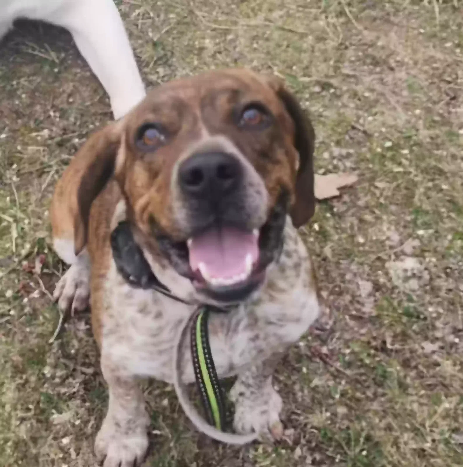 Lost dog in West Middlesex, PA, 16159