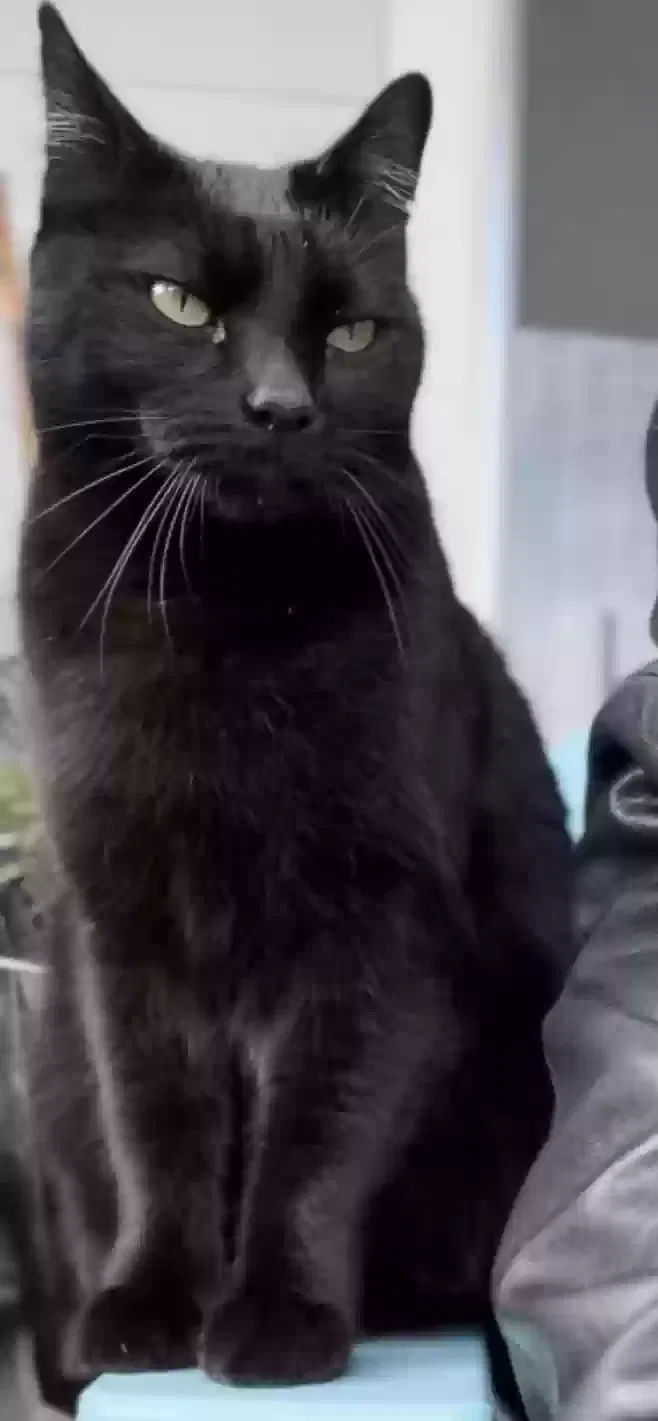 Lost cat in Lafayette, CA, 94549