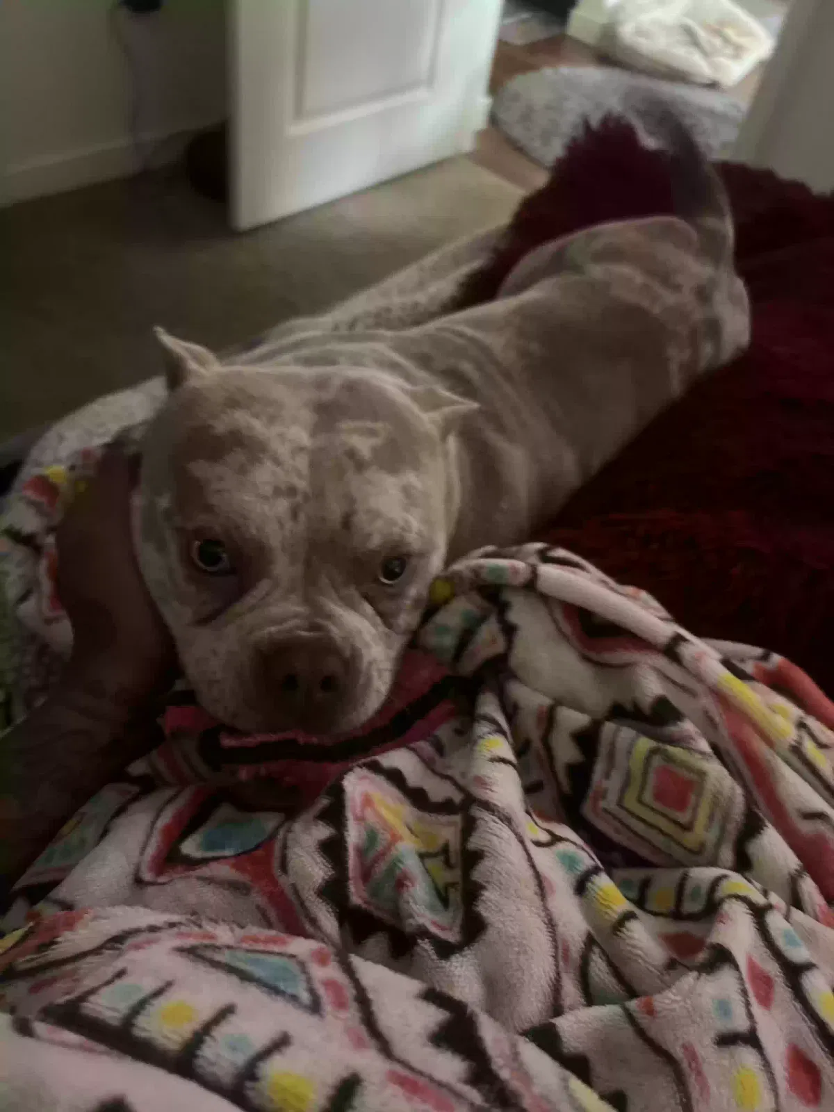 Lost dog in Dallas, TX, 75227