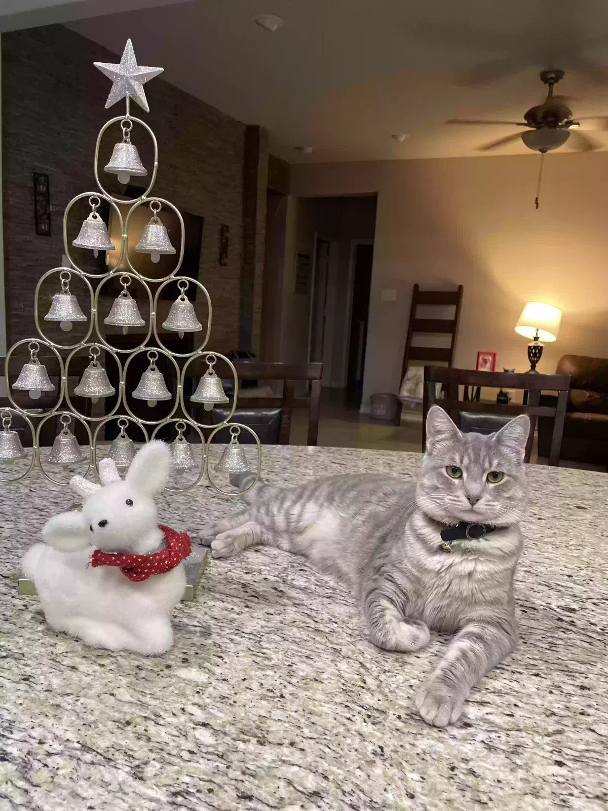 Lost cat in San Antonio, TX, 78260