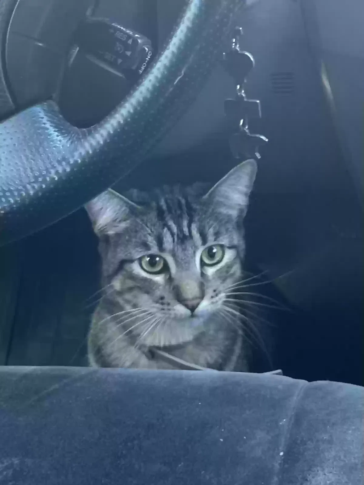 Lost cat in Westminster, CA, 92683