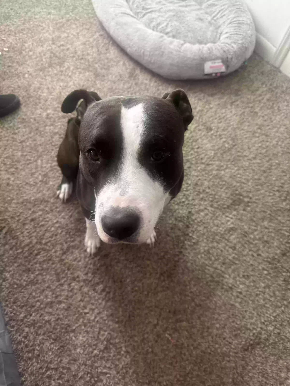Lost dog in Virginia Beach, VA, 23455