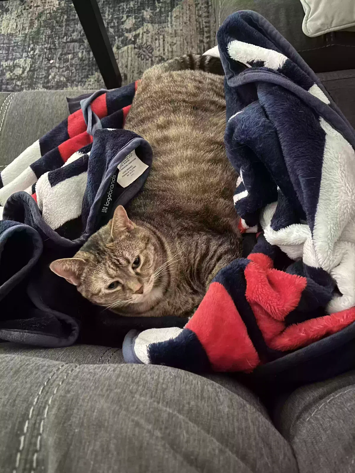 Lost cat in Hanover, PA, 17331