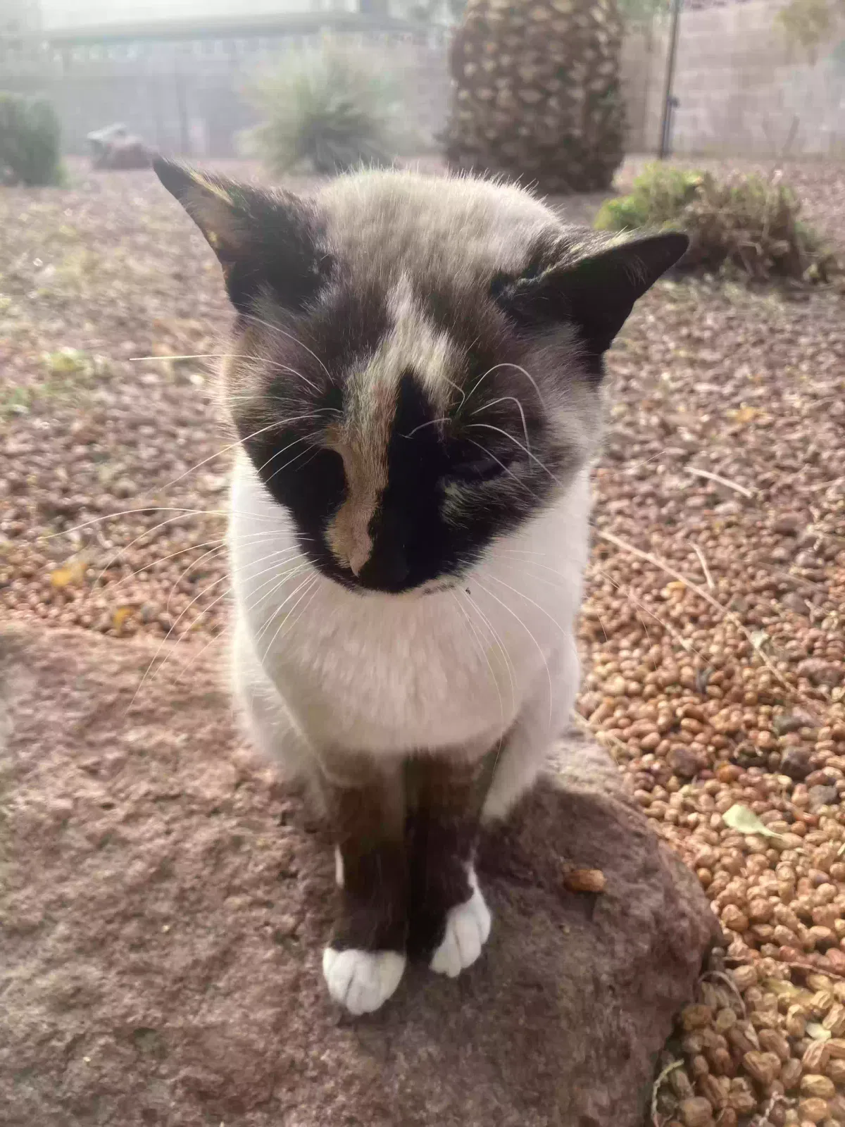 Lost cat in Las Vegas, NV, 89102