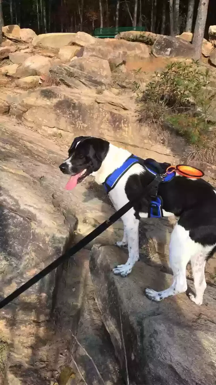 Lost dog in Nicholson, GA, 30565