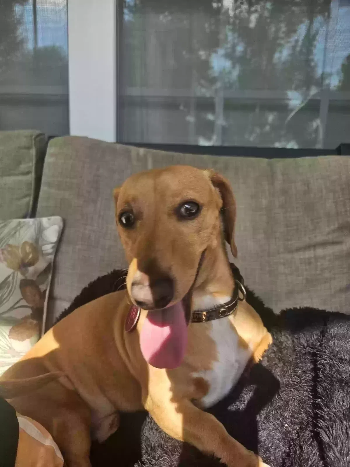 Lost dog in Spring Hope, NC, 27882