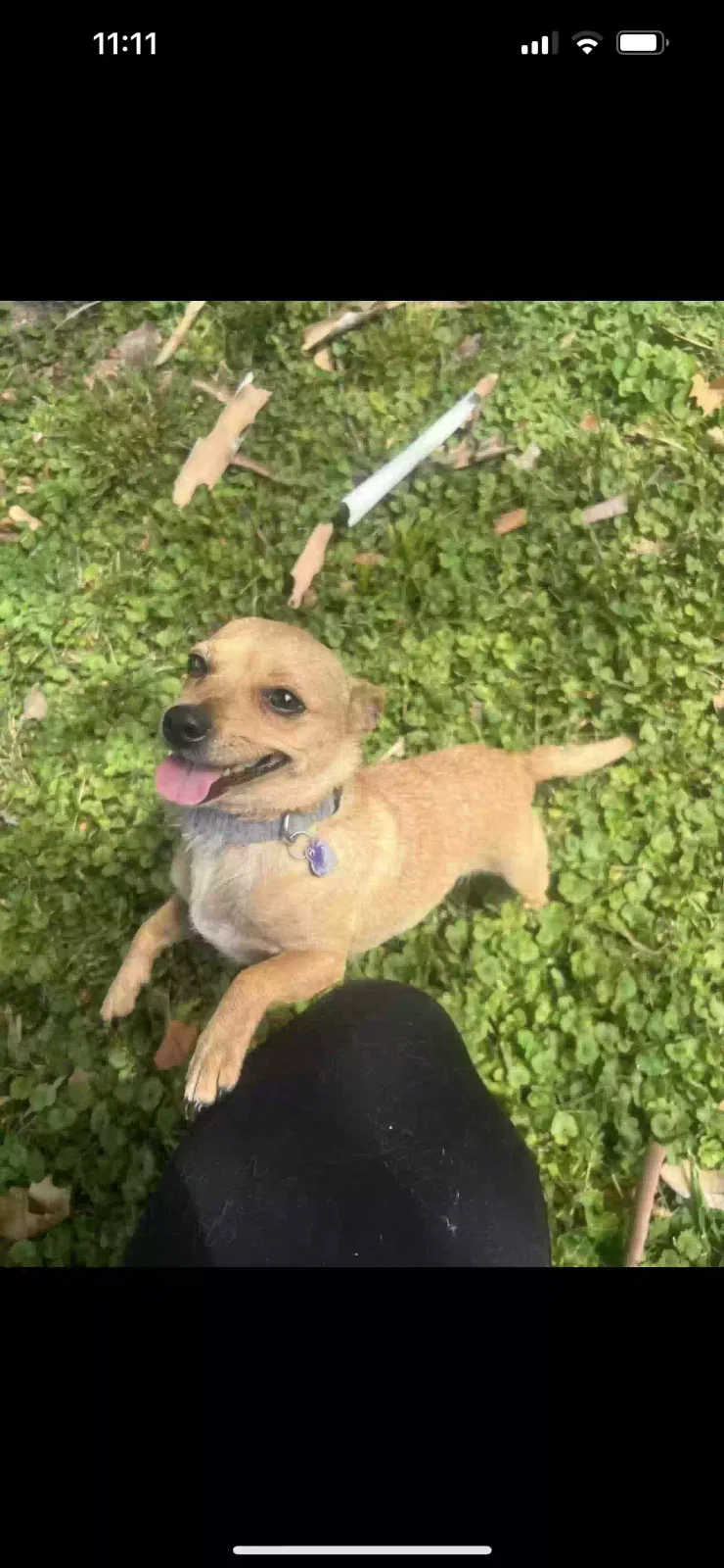 Found dog in Springfield, MO, 65807