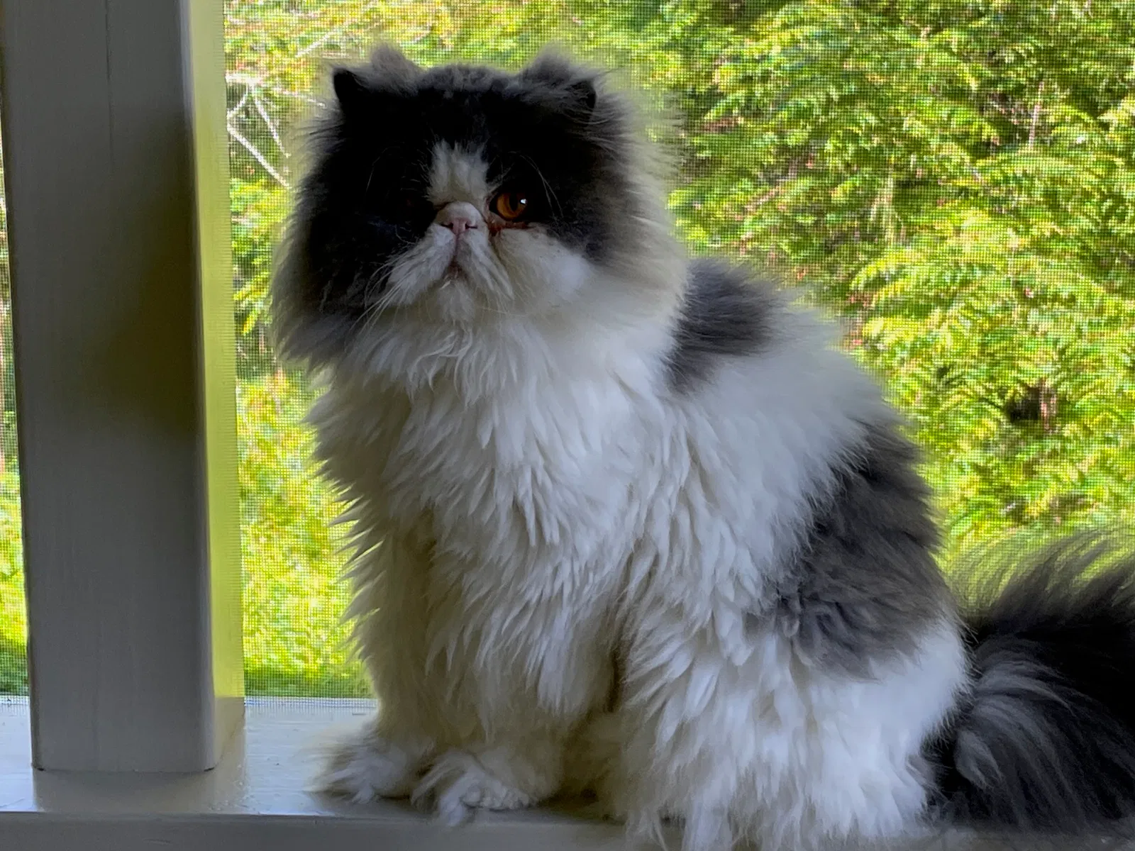 Lost cat in Oregon, WI, 53575