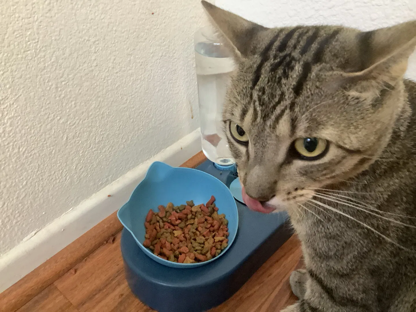 Lost cat in Riverside, CA, 92509