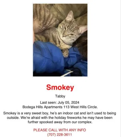 Lost cat in Sebastopol, CA, 95472