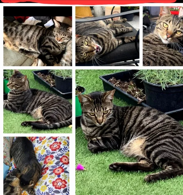 Lost cat in Long Beach, CA, 90805