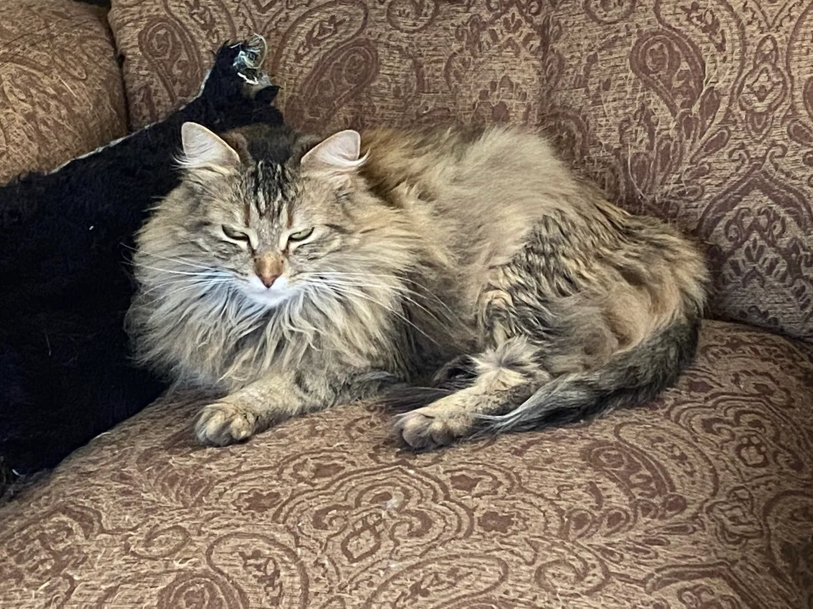 Lost cat in Altadena, CA, 91001