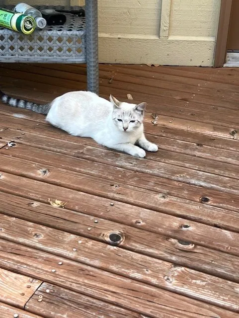 Lost cat in Gig Harbor, WA, 98335