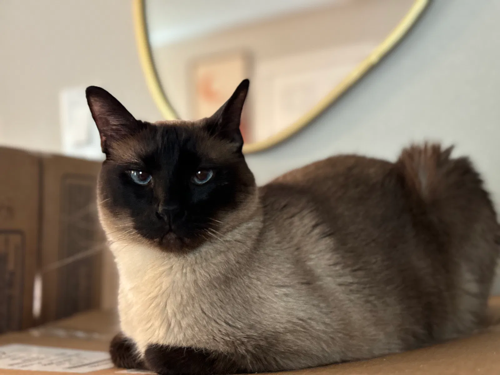 Lost cat in Edinburg, TX, 78541