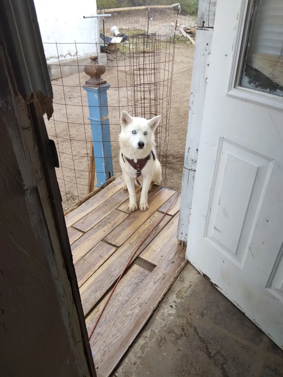 Lost dog in Las Cruces, NM, 88001