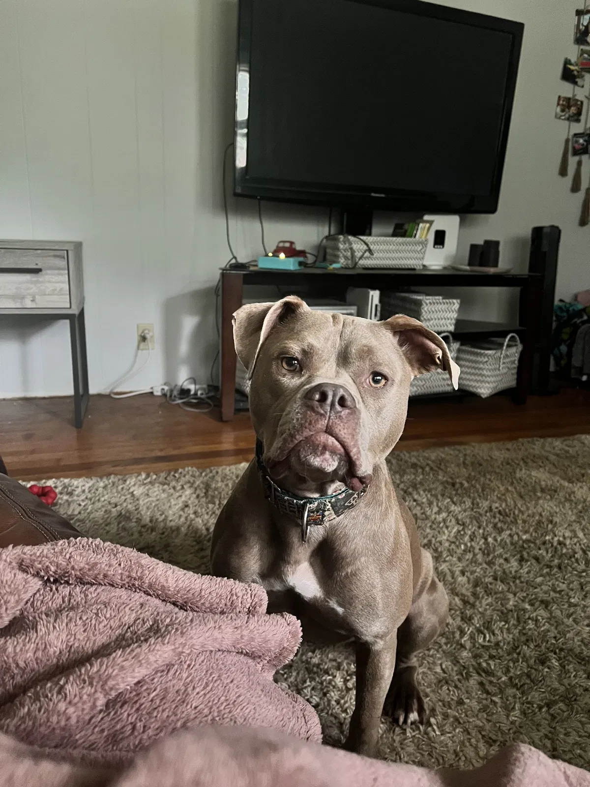 Missing Dog