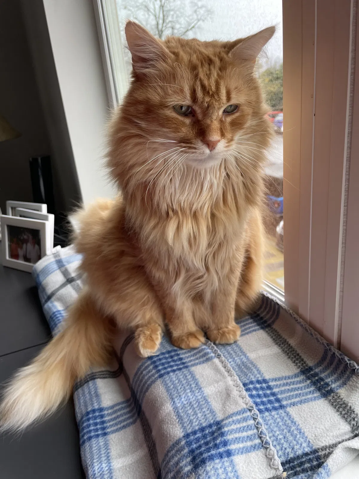 Lost cat in Chatsworth, GA, 30705