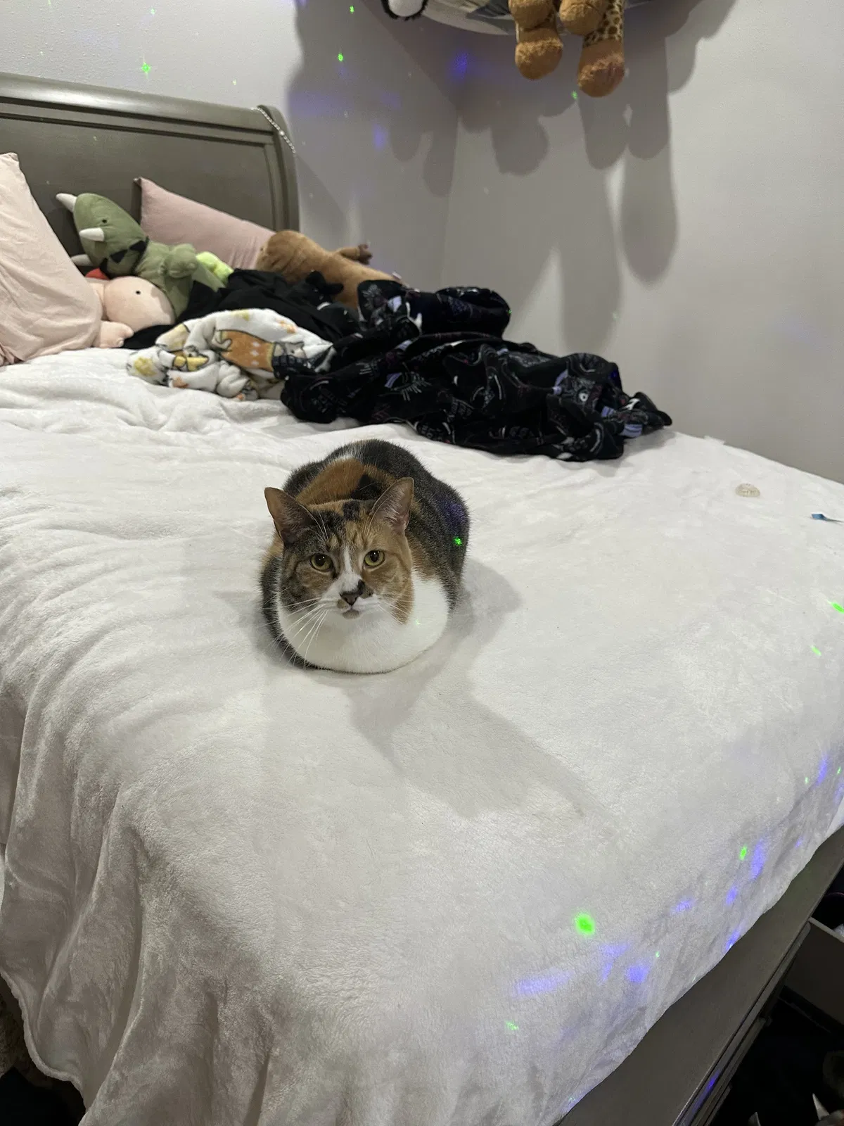 Lost cat in Thousand Oaks, CA, 91362