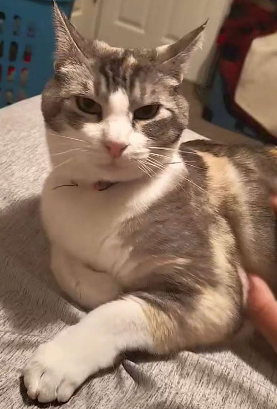 Lost cat in Orangevale, CA, 95662