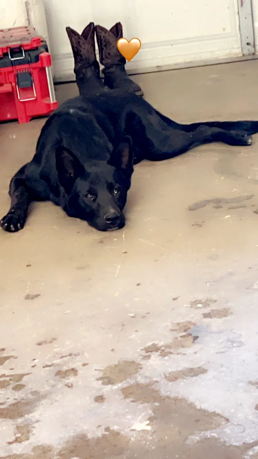 Lost dog in Turlock, CA, 95380