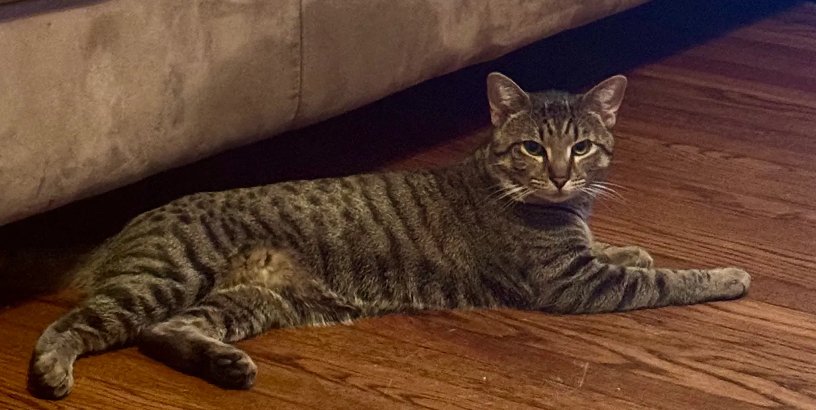 Lost cat in Whitsett, NC, 27377