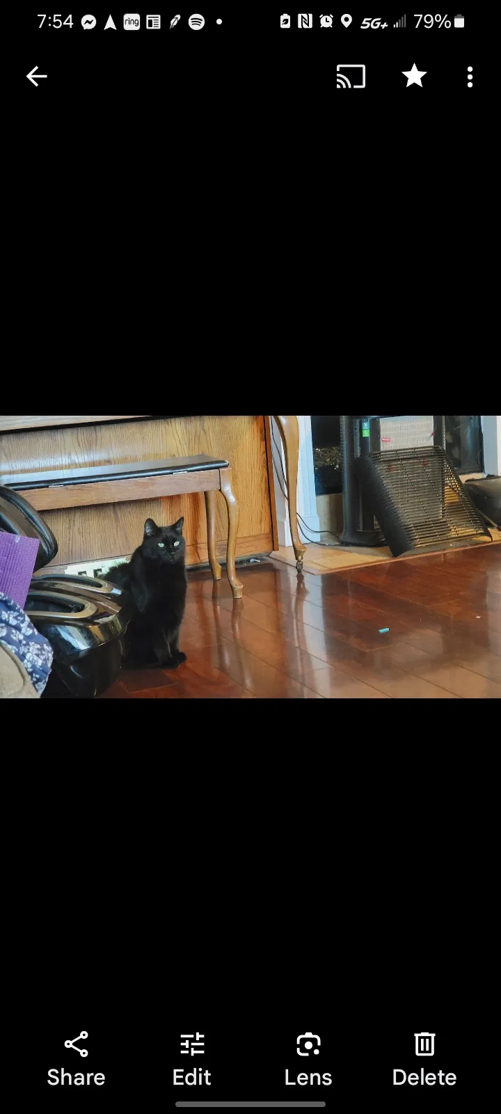 Lost cat in Winchester, CA, 92596