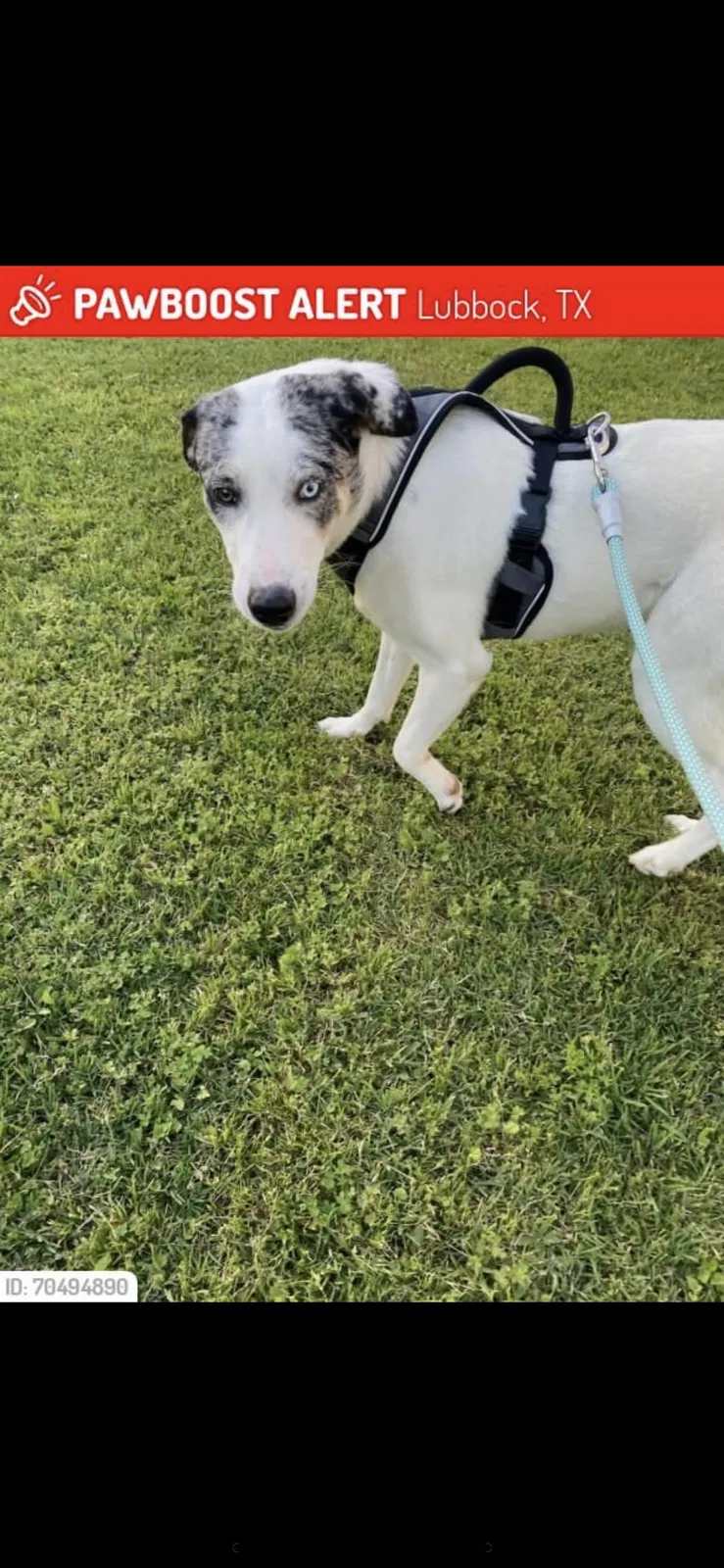 Lost dog in Lubbock, TX, 79414
