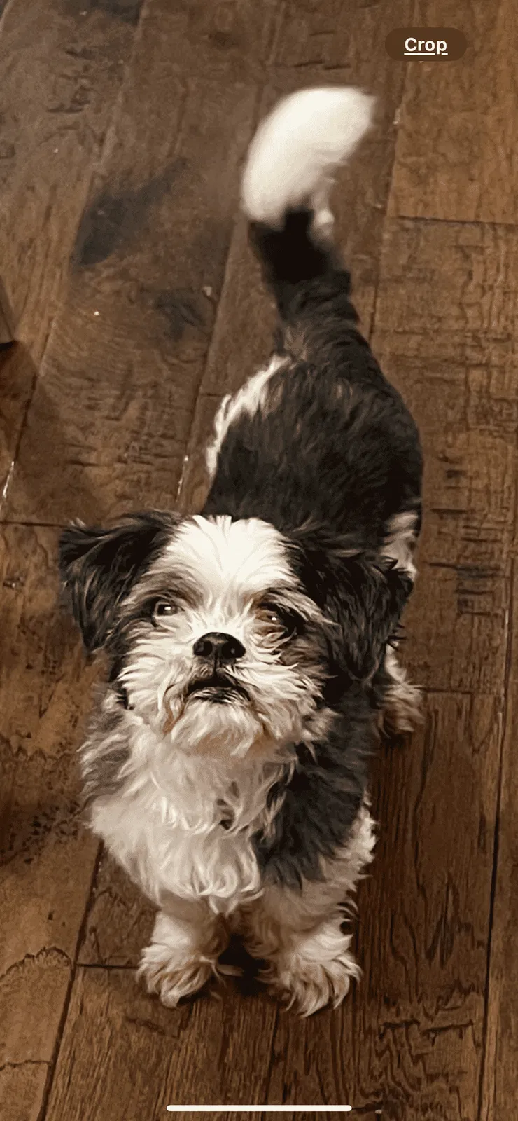 Lost dog in Saint Louis, MO, 63129
