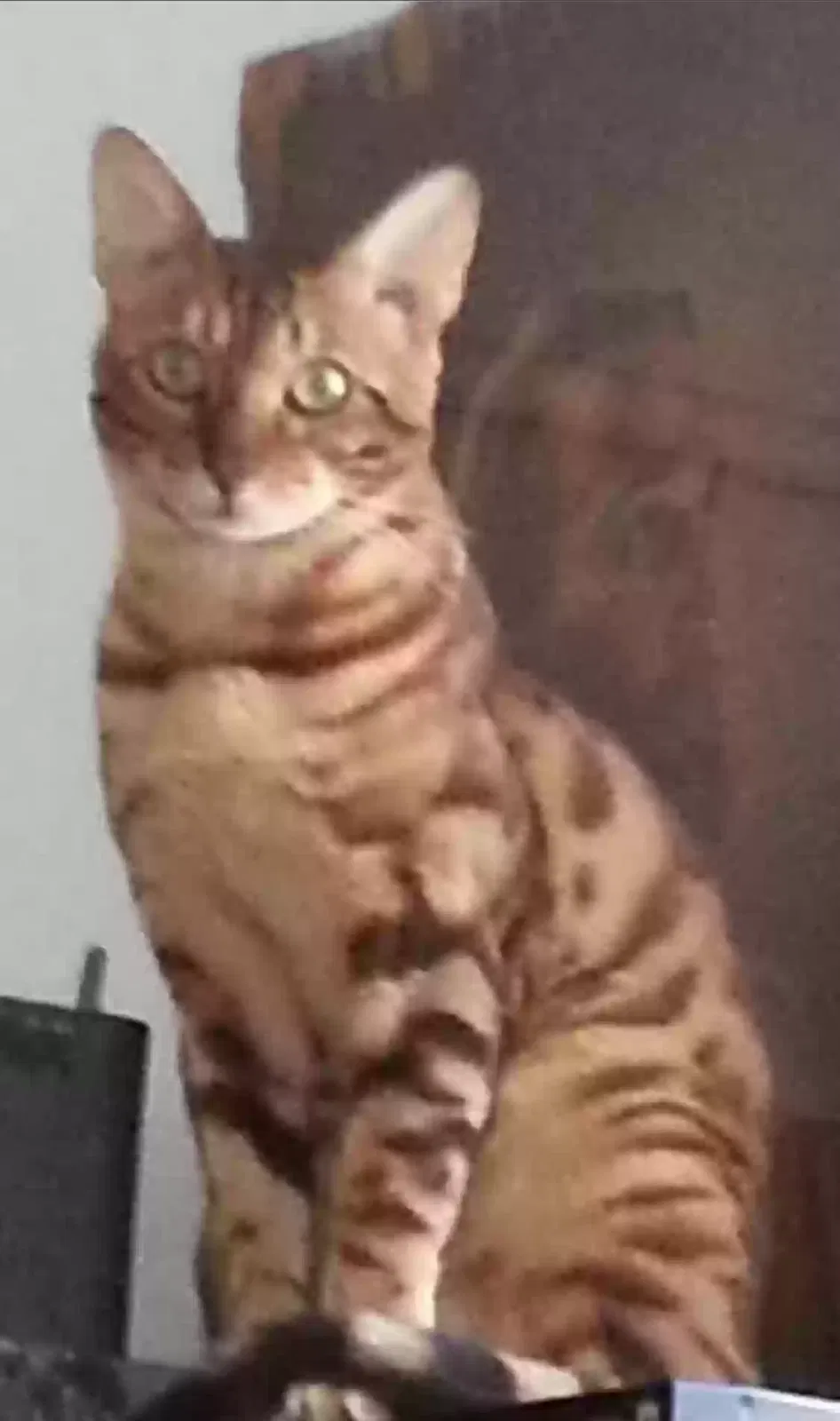 Lost cat in Salem, NH, 3079