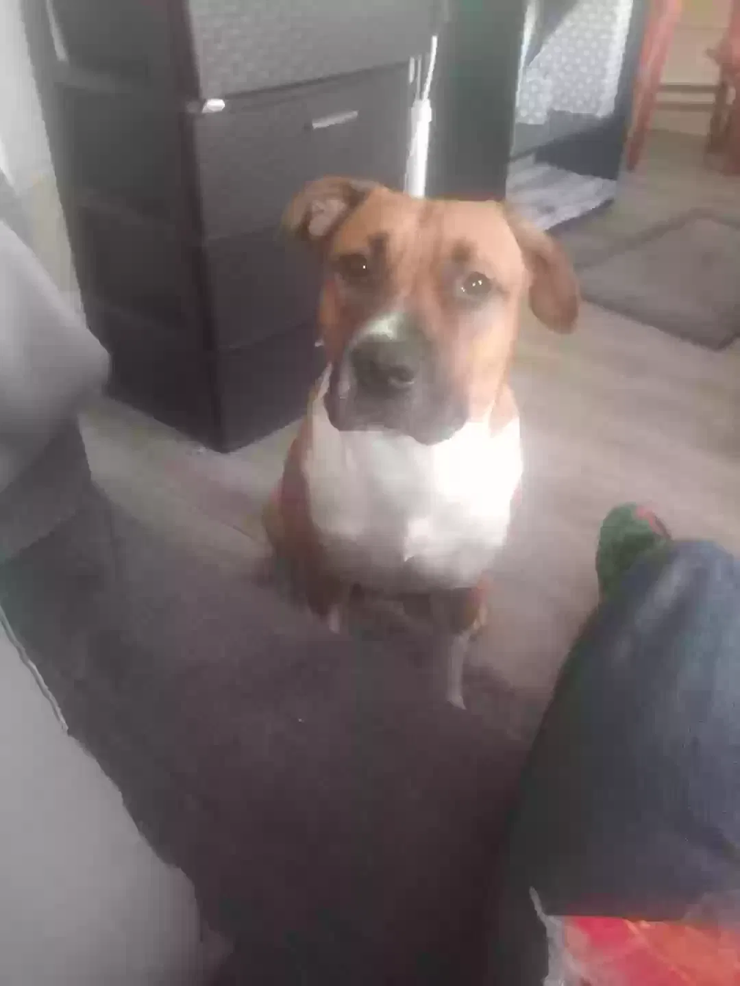 Lost dog in Stockton, CA, 95215