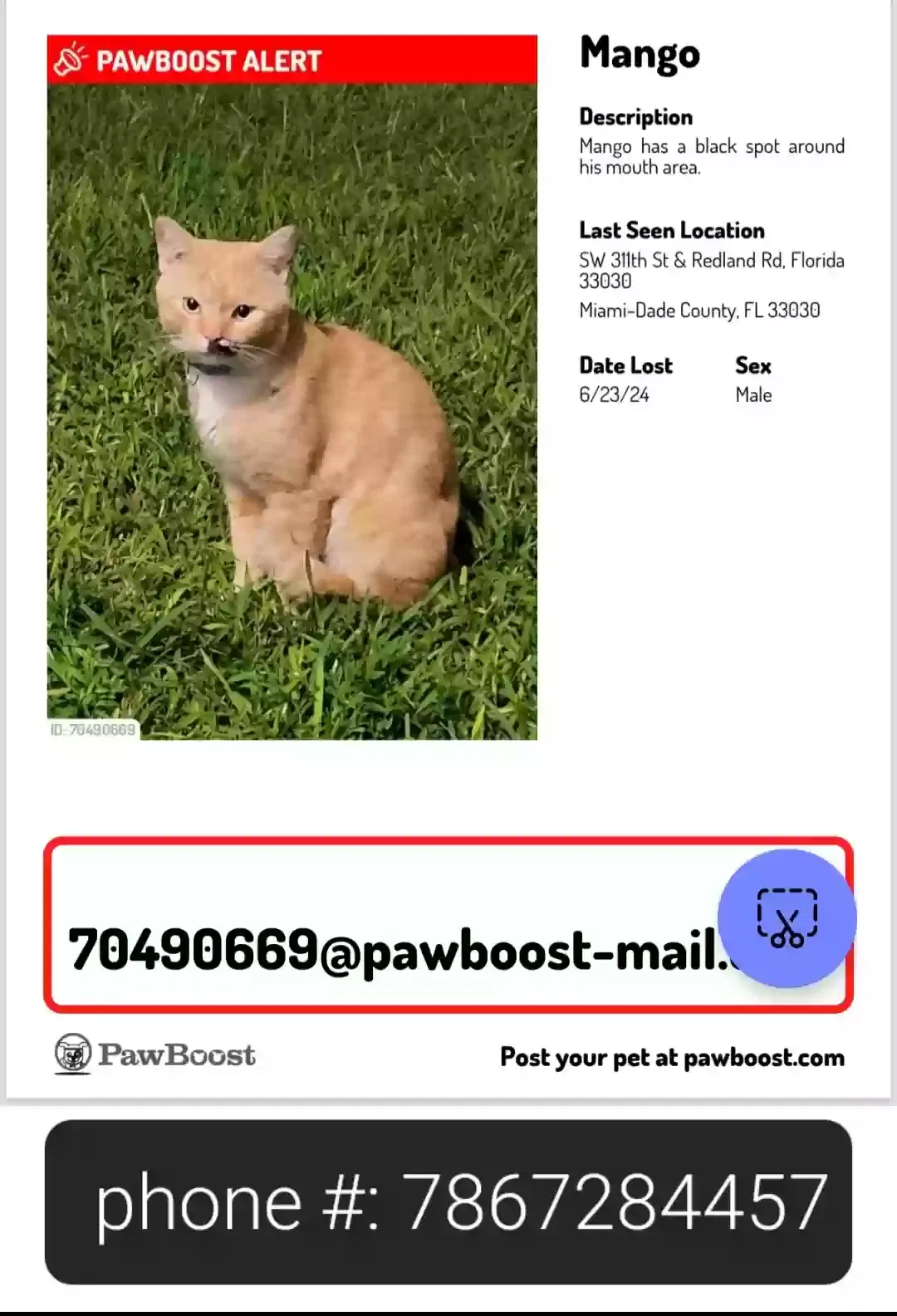 Lost cat in Homestead, FL, 33030