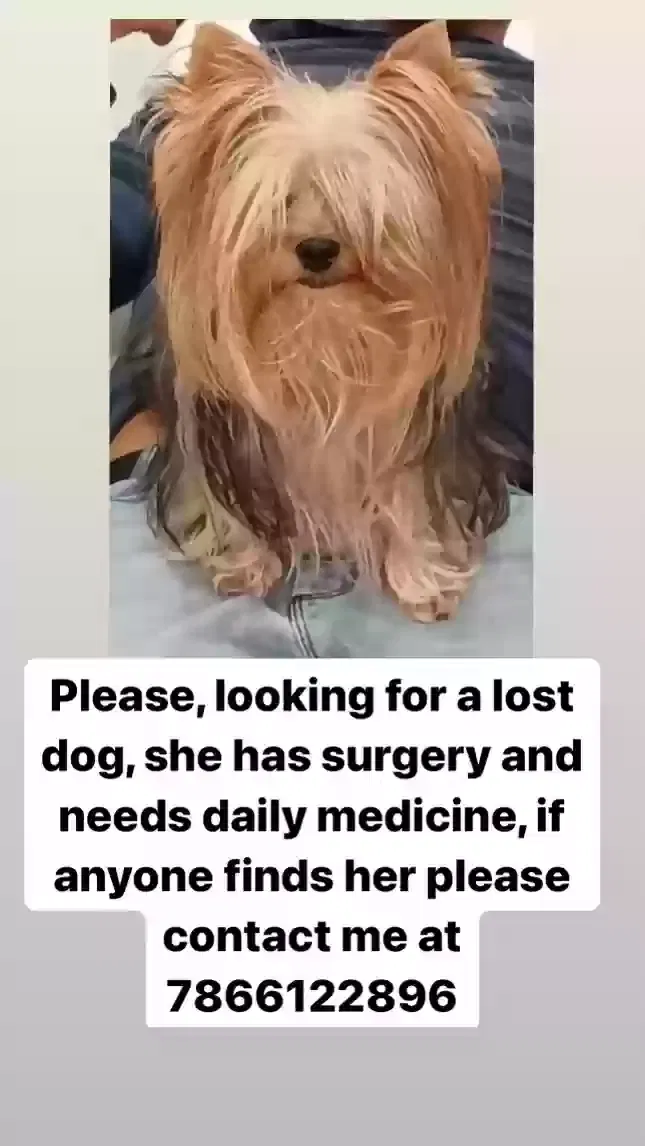 Lost dog in Miami, FL, 33177