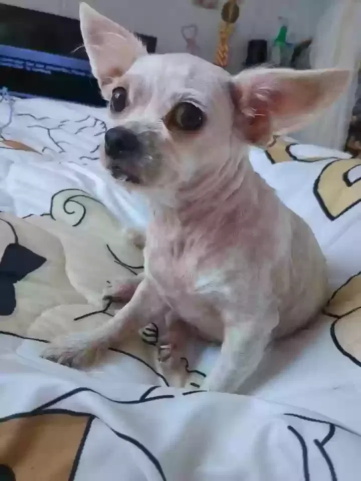 Lost dog in Woodruff, SC, 29388