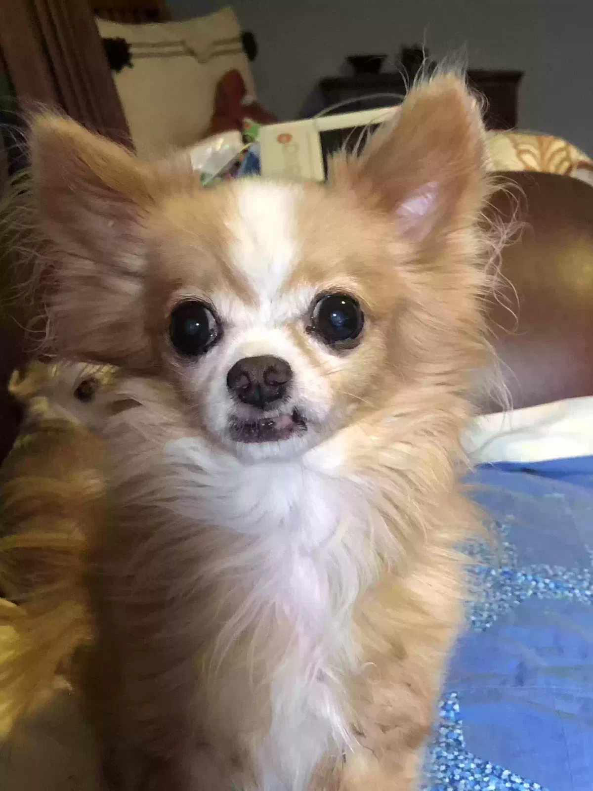 Lost dog in San Antonio, TX, 78213