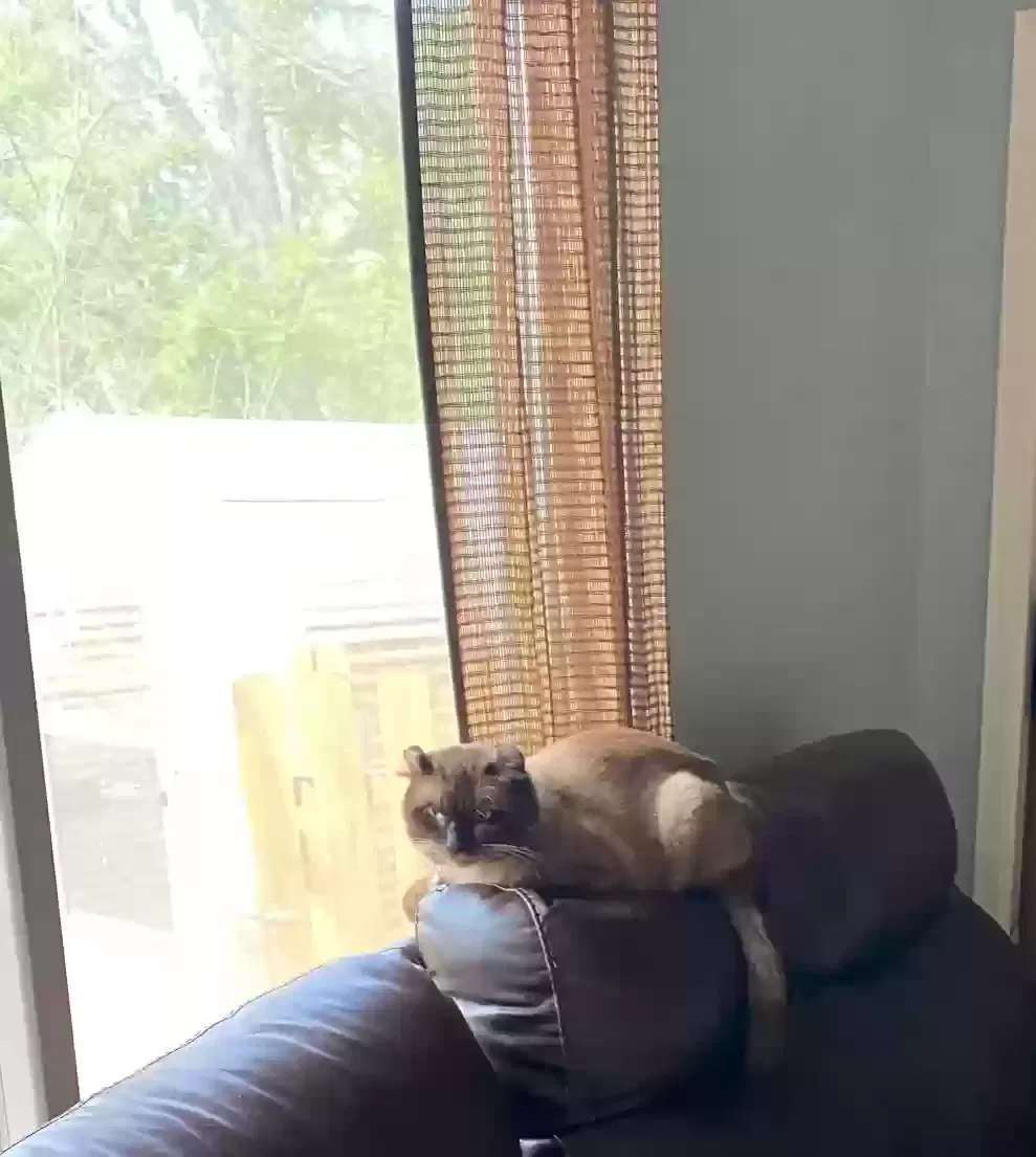 Lost cat in Round Rock, TX, 78664