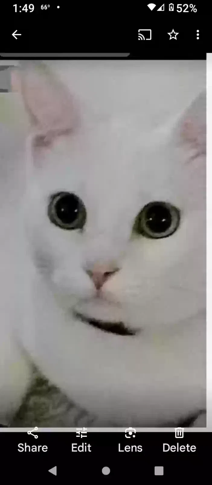 Lost cat in Salem, OR, 97302