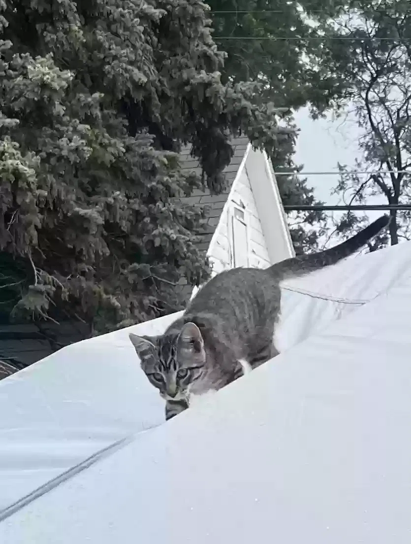 Lost cat in Saint Paul, MN, 55106
