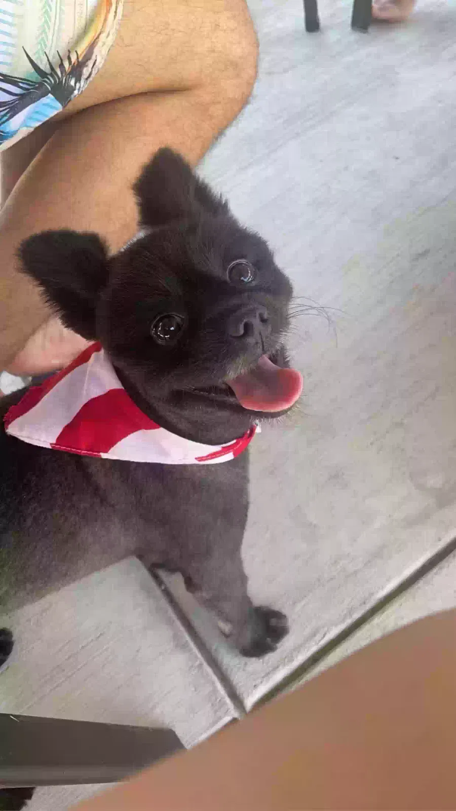 Lost dog in Dallas, TX, 75208