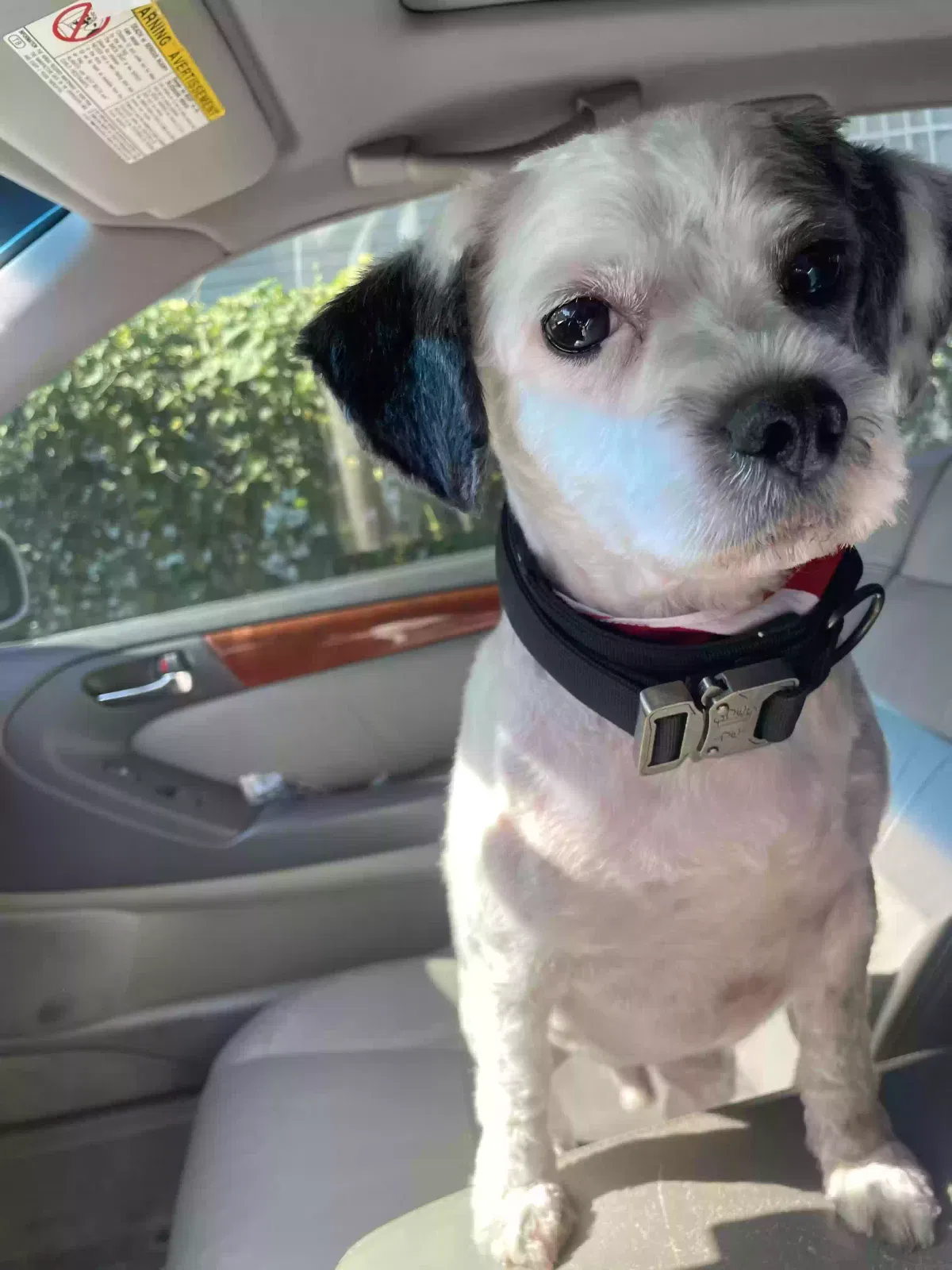 Lost dog in Dallas, TX, 75208