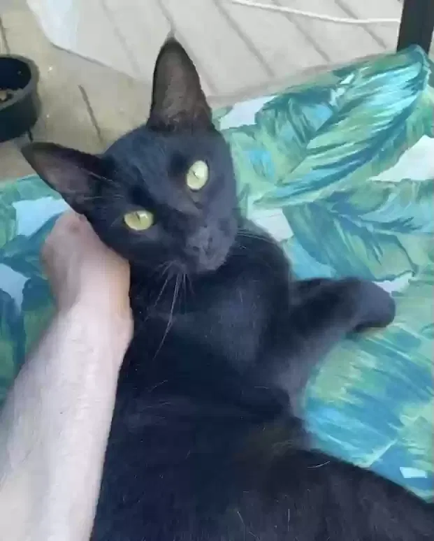 Lost cat in Steele, AL, 35987