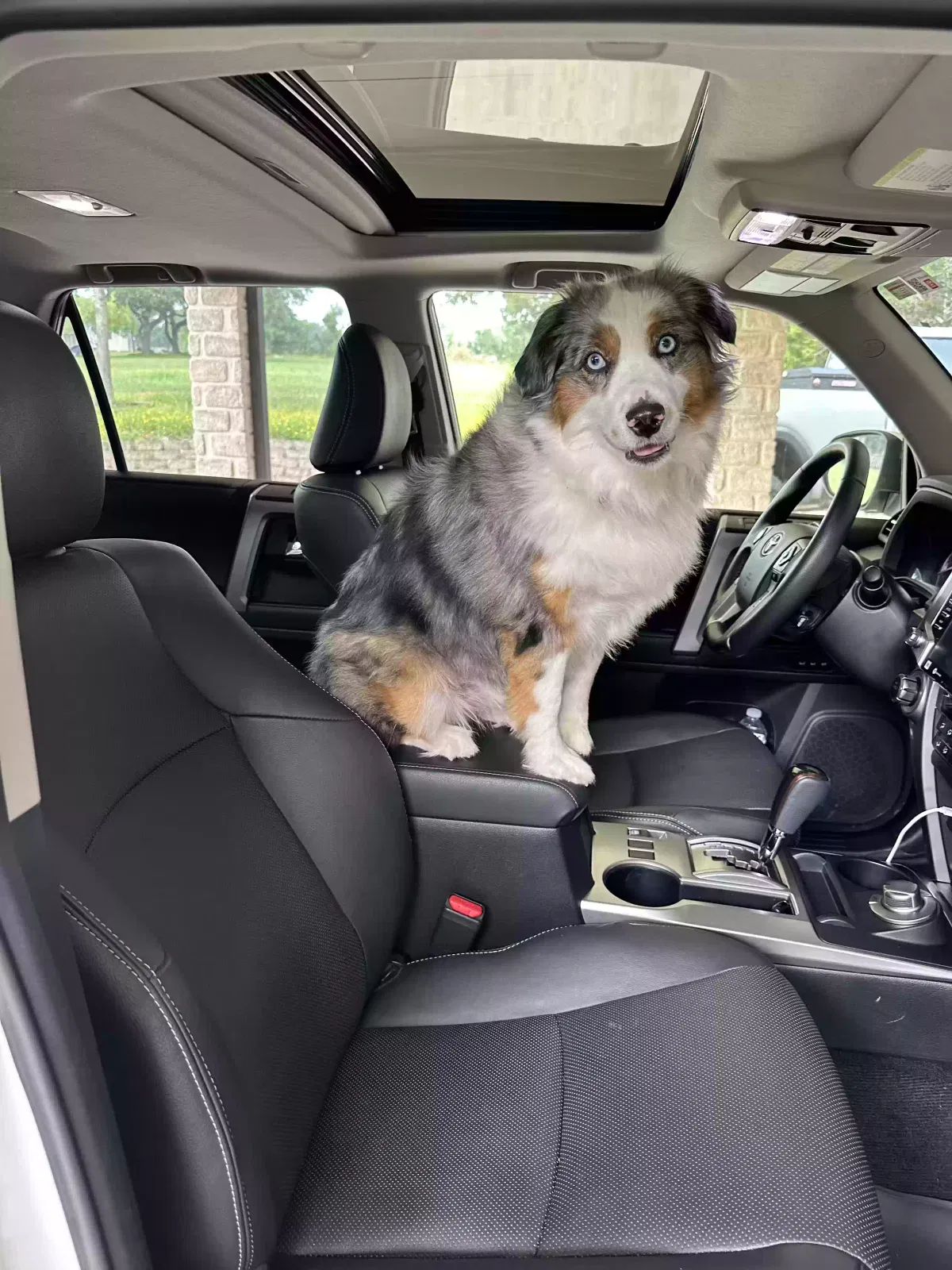 Lost dog in San Antonio, TX, 78266