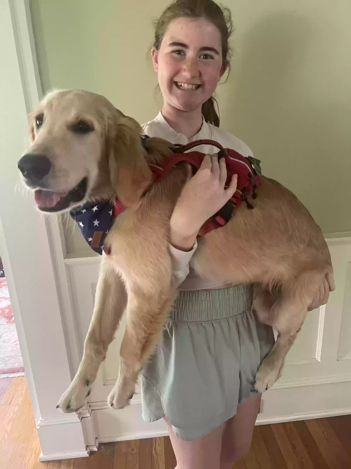Lost dog in Canton, OH, 44714