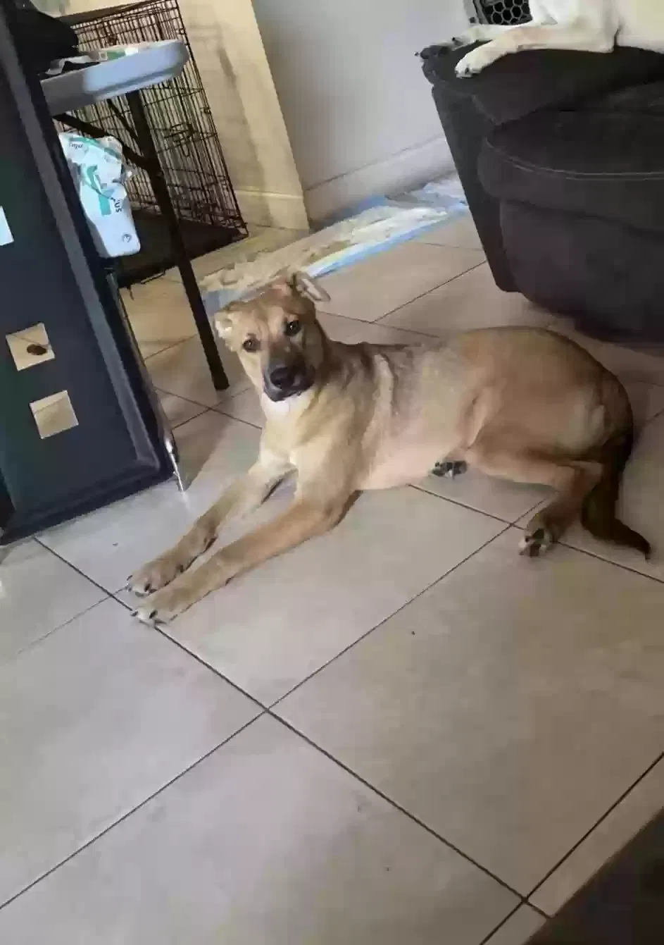 Lost dog in Miami, FL, 33176