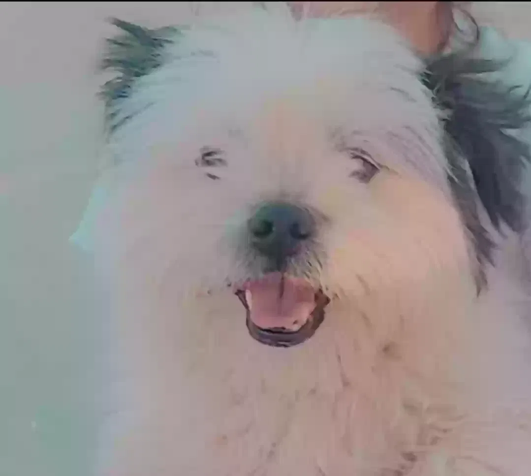 Lost dog in El Paso, TX, 79928