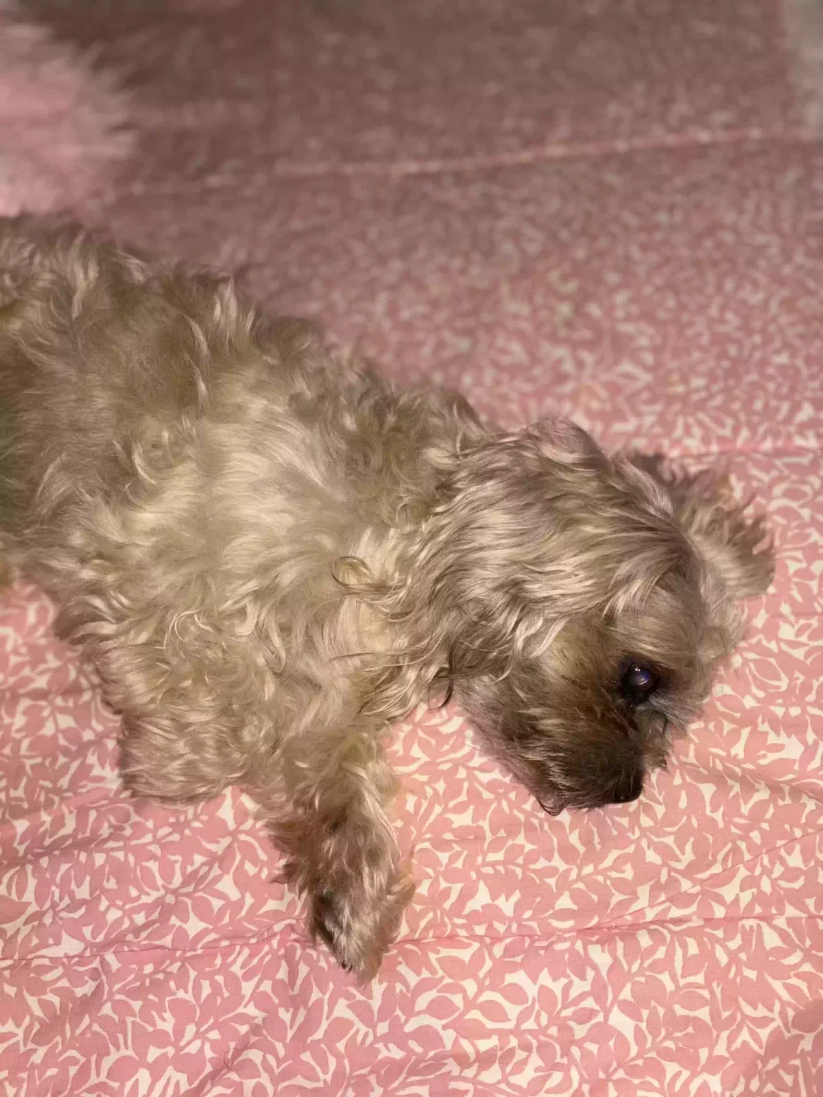Lost dog in Riverdale, MD, 20737