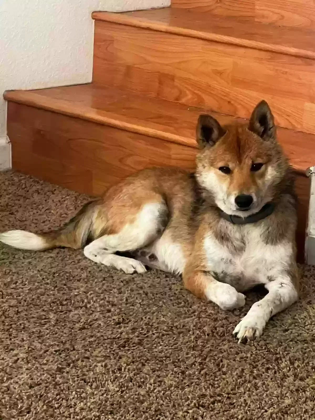 Lost dog in Castro Valley, CA, 94546