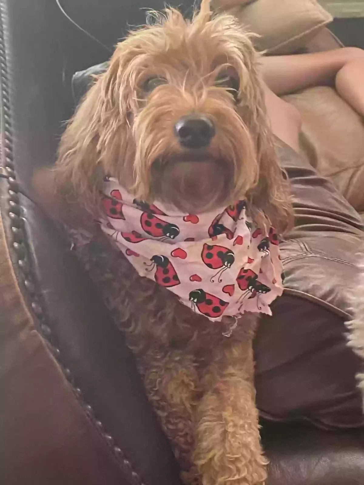 Lost dog in Burleson, TX, 76028