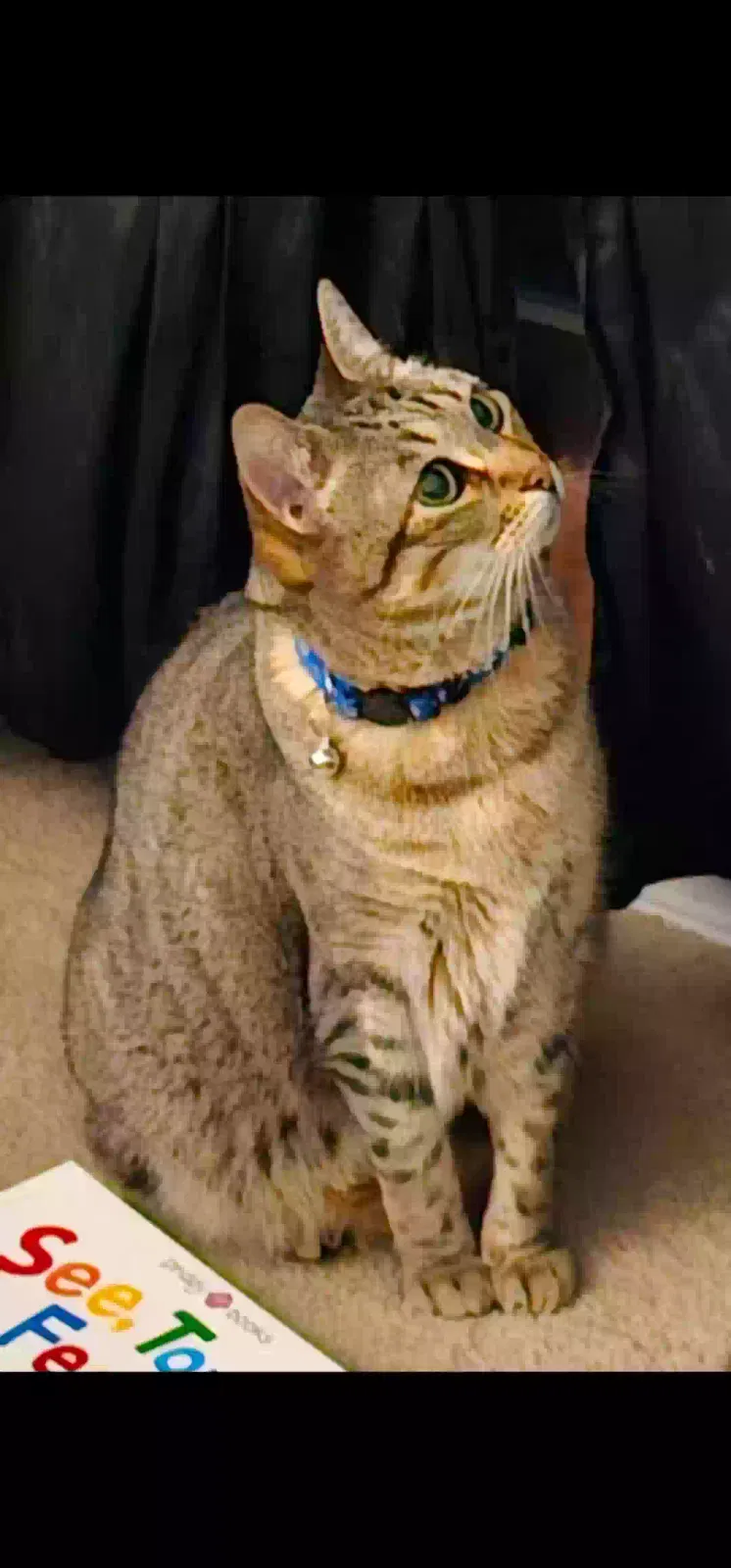 Lost cat in Kyle, TX, 78640