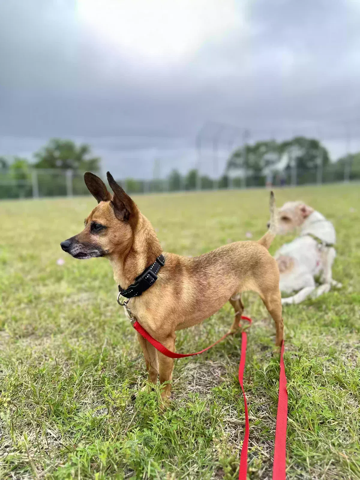 Lost dog in San Antonio, TX, 78258